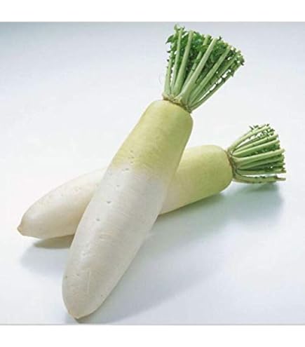 Amazon.co.jp: 冷凍 大根輪切り（M）500g X027513 : 食品・飲料・お酒