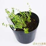 ラベンダータイム 【苗】 ９ ｃｍ ポット ＜当店は 苗 種 鉢 培養土 ニーム の専門店＞