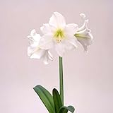ポットアマリリス：一重　白1球 直径14cm鉢植え [冬～早春に咲く！手軽な室内栽培用アマリリス] ノーブランド品