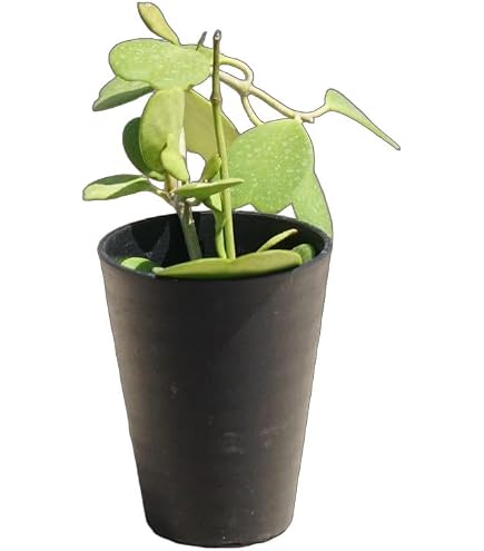 Amazon｜【charm】（観葉植物）ホヤ カルノーサ クリムゾンプリンセス