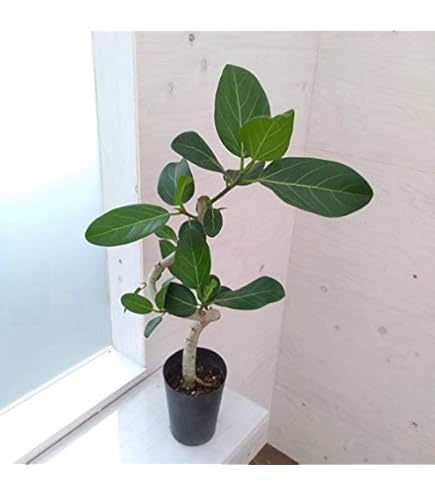 Amazon｜フィカス：ベンガレンシス（曲がり） 5号鉢植え[沖縄観葉