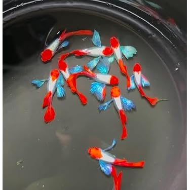 Amazon.co.jp 最新リリース: 生体（観賞魚・水中生物） の新着