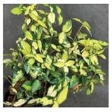 オンリーワン　長尺ツル性植物　テイカカズラ・オウゴンニシキ　ME6-TTKO