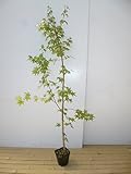 【5本セット】 イロハモミジ 樹高1.5m前後 18cmポット (いろは紅葉 イロハカエデ いろは楓 紅葉 モミジ) 苗木 植木 苗 庭木 生け垣