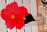 ハイビスカス造花