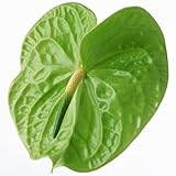 アンスリウムAndraeanum種子屋内鉢植えの花赤いアンスリウム植物の種子100個/袋