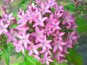 Amazon 花苗 1年草 多年草 ペンタス 覆輪咲き 3 5号苗 花