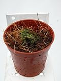 食虫植物 Utricularia lateriflora(ウトリクラリア ラテリフロラ)