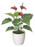 造花アート・観葉植物　フレッシュアンスリューム＜ 入学祝い 卒業祝い 卒園祝いに ＞