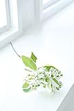 COVENT GARDEN（コベントガーデン） ユーフォルビア・オリーブグリーン 造花 人工観葉植物 TM-20 【まとめ買い×12セット】