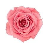 大地農園 プリザーブドフラワー シャーロット(12輪入り) マカロンピンク DO02592-132