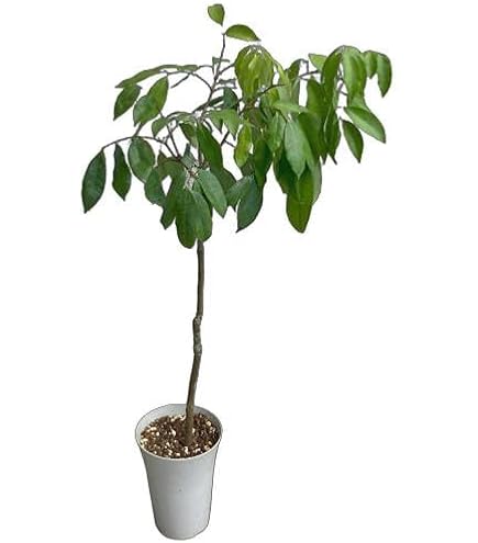 Amazon.co.jp: ライチの取り木苗、ピンクウエイメイ種 : DIY・工具
