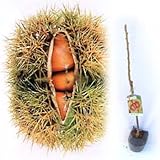 クリ（栗）：たんざわ（丹沢）4～5号ポット[中果で甘味のある早生豊産種][苗木] ノーブランド品