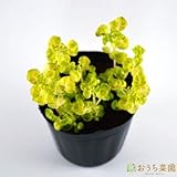 ゴールデンマジョラム 【苗】 9cmポット ＜当店は 苗 種 鉢 培養土 ニーム の専門店＞