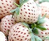 White strawberry - White strawberry - Pineapple Strawberry - 30 seeds