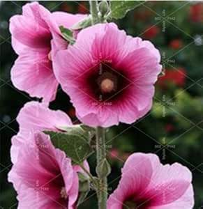 Amazon Co Jp ホリホック盆栽植物100個 袋タチアオイの花レア盆栽アルテアロセア花植物ホームガーデンアウトドアの花 15 Diy 工具 ガーデン