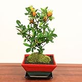 鉢色選べる盆栽：実成くちなし* (赤色)