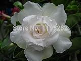 100％本物の "SNOWWHITE「アデニウムObesum種子 - 10 SEEDS - 盆栽デザートローズフラワー植物の種子