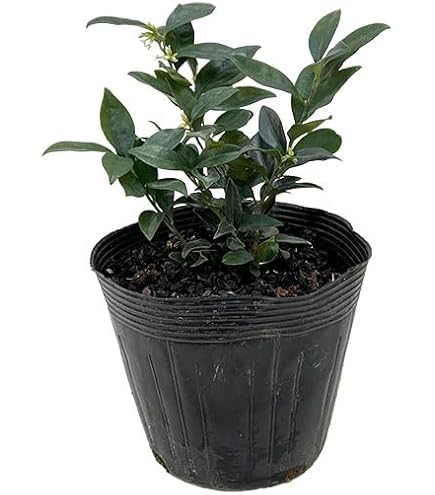 Amazon.co.jp: サルココッカ (大) 樹高0.3m前後 15cmポット 【 単 品