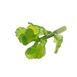 GRALARA緑　人工多肉植物　インテリア　観葉植物　オフィス　庭　結婚式　装飾