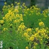 国華園　花たね 寒咲花菜 1袋(200粒)【※発送が国華園からの場合のみ正規品です】