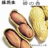 落花生 苗 郷の香 ピーナツ 9cmポット苗