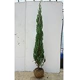 【3本セット】 ブルーエンジェル 樹高1.5m前後 根巻 苗木 植木 苗 庭木 生け垣