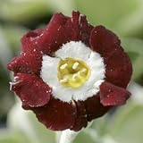 [ オーリキュラ ] フレールズレッド