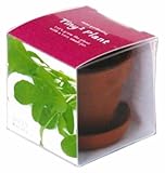 タイニィタイニィプラント ルッコラ