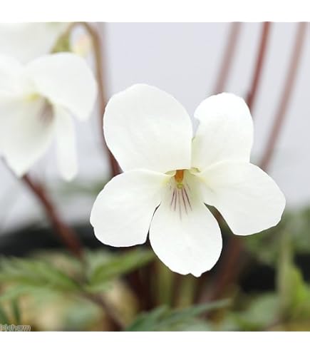 Amazon.co.jp: （山野草）スミレ（菫）ひむれ（日牟）2．5～3