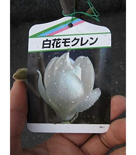 Amazon.co.jp: 白木蓮 白モクレン苗植木苗 スノーホワイトモクレン