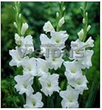 100 Pcs/Bag Different Perennial Gladiolus Flower Seeds, Rare Sword Lily Seeds Very Beautoful For Hom