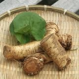 [ 山菜 ] ワサビダイコン苗 3.5寸ポット