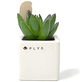 オカ PLYS プリスグリーン 小鳥のスティックフューザー付き フェイクグリーン ウコン
