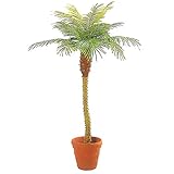 山一屋 フェニックス 鉢付 高さ210cm G-238-210