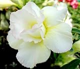 40 Fresh seedsアデニウム アラビカム オベスム 砂漠のバラ種子(40粒)塊根植物種子Adenium obesum Desert Roses seeds no165-Double-whit