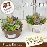 多肉植物の寄せ植え ブリキ缶2個セット