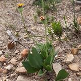 Othonna gymnodiscus - caudiciform - 10 seeds