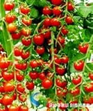 500 seeds 5 kinds Eggplant Carrot Cucumber Pepper Tomato Vegetable seed family potted balcony garden