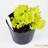 ロロビオンダ レタス 【苗】 ９ ｃｍ ポット ＜当店は 苗 種 鉢 培養土 ニーム の専門店＞