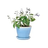 花ごころ ガーデニング用品・資材 alteポット15 ブルー 63862