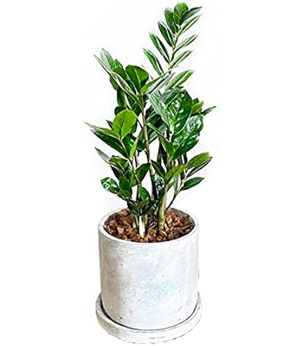 Amazon｜ザミオクルカス ザミフォーリア 斑入り~ レモン ガーデニング
