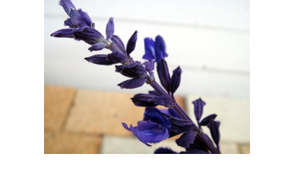 Amazon ラベンダーセージ ハーブ 苗 3号ポット苗 花