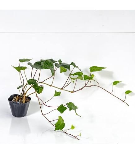 Amazon.co.jp: ヘデラ カナリエンシス(オカメヅタ):緑葉3~3.5号2株 Amazon.co.jp: ヘデラ カナリエンシス(オカメヅタ):緑葉3~3.5号2株