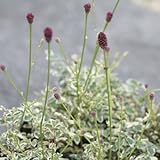 斑入りタンナワレモコウ 「 煌き 」