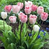 秋植え球根・9月下旬出荷プランター1杯分のチューリップ ガンダースラプソディー30球パック*お届け地域によっては別途送料がかかる場合があります