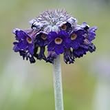 プリムラ・カピタータ