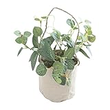 COVENT GARDEN フィットニア・コットンポット LD-26