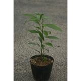 ニッキの木 (シナモンの木) 5号ポット