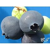 ブルーベリー 苗木 トロ 苗 2年生 挿し木苗 【 ノーザンハイブッシュ系 】